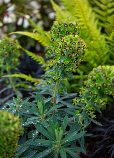 Rain drops rest on Euphorbia characias ‘Black Pearl’