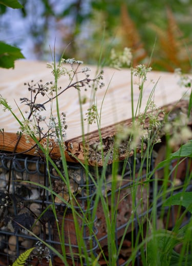 Anthriscus sylvestris ‘Ravenswing’ and Luzula nivea 'Snowflake'