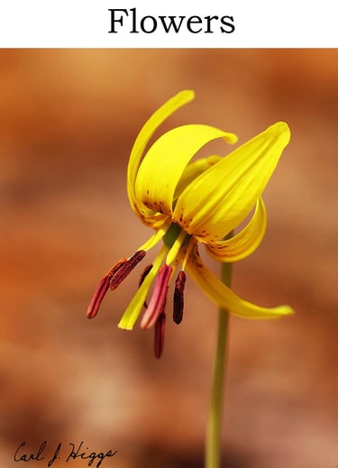 flower, trout lilly