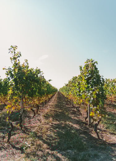 a vineyard with a row of grape vines and a blue sky