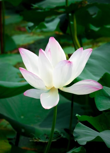the lotus is a symbol of spiritual purity 