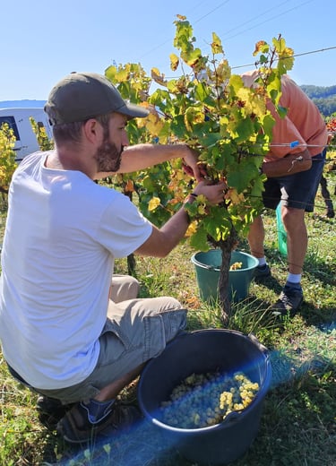vendanges romain cipolla oenologie lyon