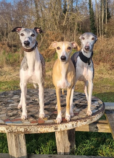 trois lévriers whippet sur une table