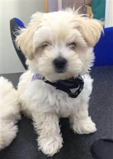 white maltipoo puppy sitting on the table 