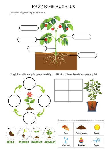 Nemokamos užduotys PDF augalo dalys