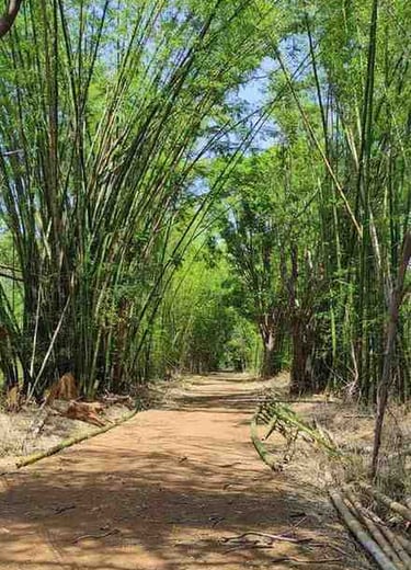 “Front view of old bamboo forest used for traditional bamboo salt production in India”