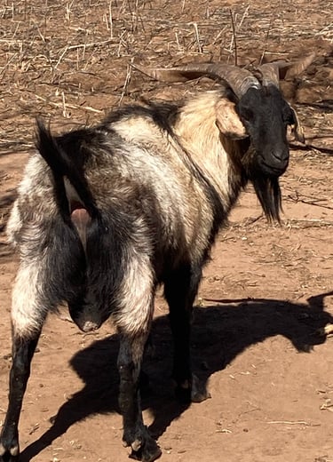 Heritage Texas Range Goat "Pancho Villa" rear end.