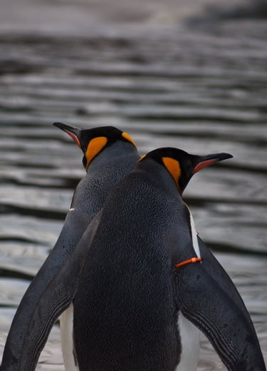 "Crossed Purposes" - Pair of King Penguins at Edinburgh Zoo, Scotland