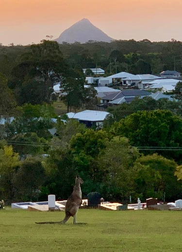 Kangaroo in Cooroy cemetery