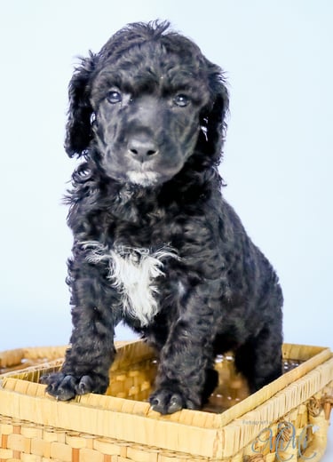 poedel pup