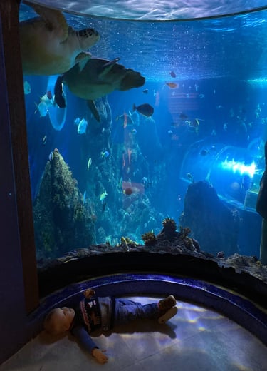 Toddler looking up at turtles in the Konstanz Sealife Center
