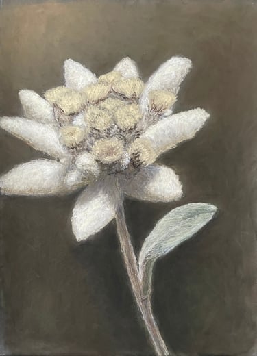 Tableau au pastel - L'edelweiss