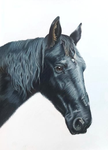 Realistic hand drawn pet portrait of a black horse