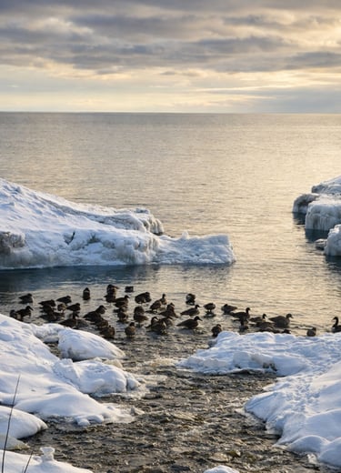 waterfowl in the winter floating in water surrounded by snowy peaks outside of Drake Devonshire
