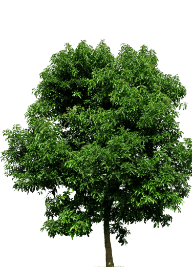 Image of a Tree in Mississauga