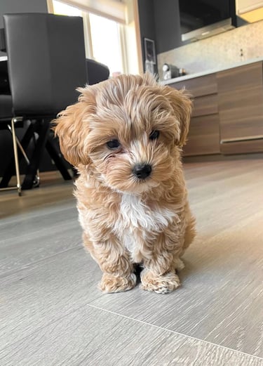 Adorable cafe au lait teacup Maltipoo puppy sitting on a wooden floor, ready for adoption.