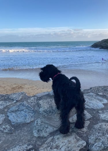 Coucher de soleil avec Schnauzer nain