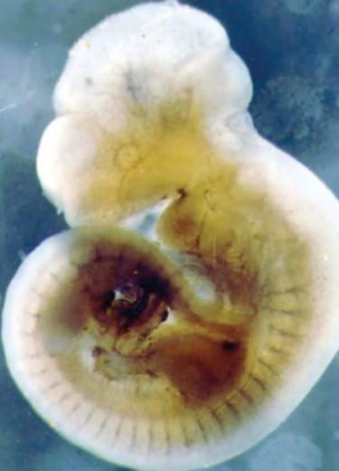 Foetus de 5 à 6 semaines