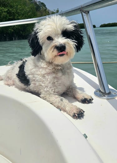 Cute dog on a boat in Porto Rico