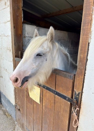 Médiation animale handicap Neuville-en-Ferrain