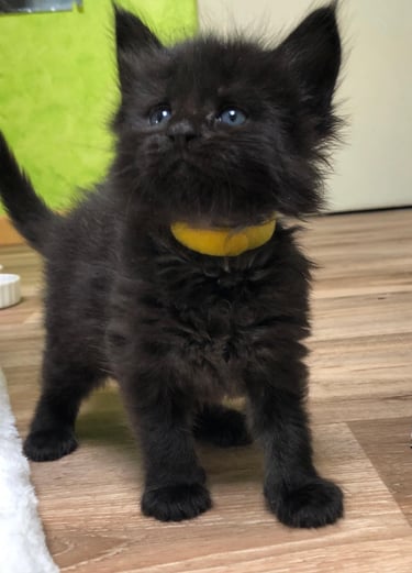 a black kitten kitten with a yellow ball in its mouth