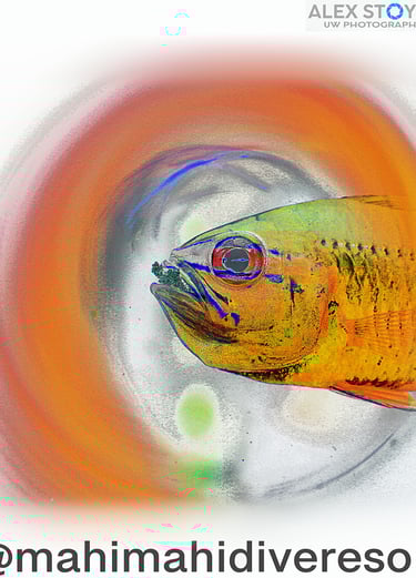 a fish in a bowl with a colorful fish