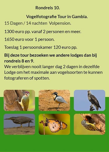Flyer Rondreis 9 – 15-daagse vogelfotografie tour in Gambia en Senegal. Volpension. Prijs vanaf €130