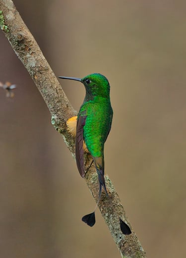 bird photography tours peru