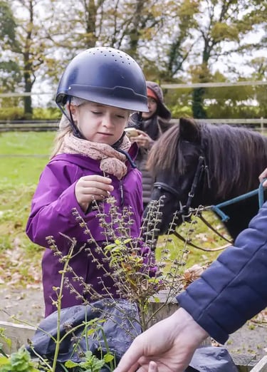 Découverte et cueillette plantes aromatiques en promenade sensorielle avec les poneys.