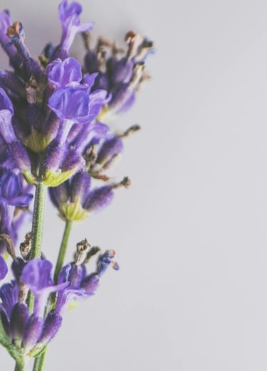Makroaufnahme von blühenden Lavendelblüten mit violetten Blütenblättern und grünen Stielen.