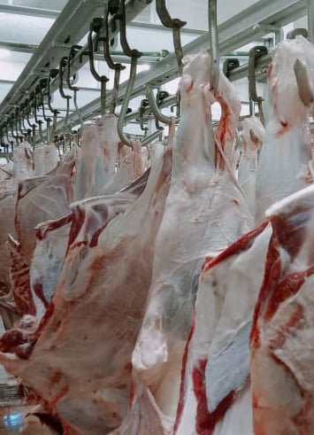 Top Halal Beef Exporters In Pakistan