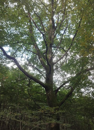 Grand chêne dans les bois