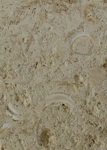 natural shellstone cac coral