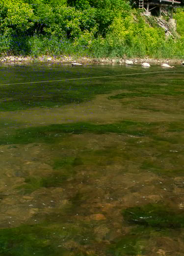 Wading while fly fishing South Holston River