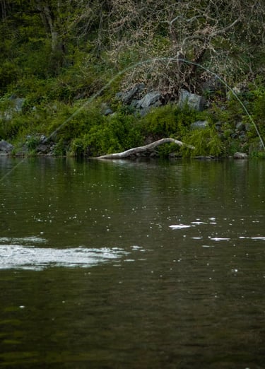 Fly Fisherman on the Watauga River in Tennessee