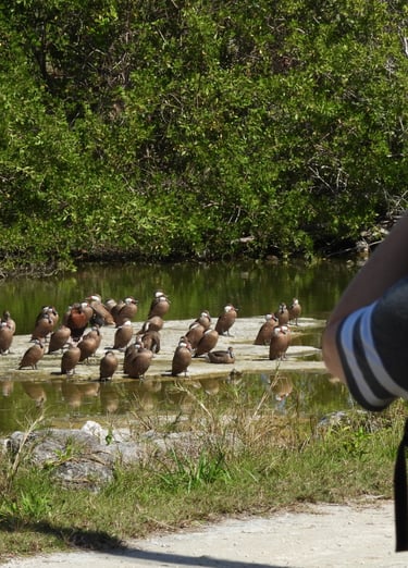 Bird watching tour in the Bahamas, observing Bahamas birds, ducks
