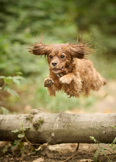 dogAdvisor | dog Advisor | dogadvisor.dog | dog Advisor