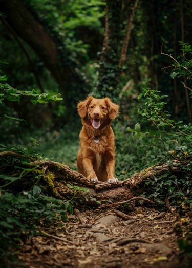 dogAdvisor | dog Advisor | dogadvisor.dog | dog Advisor