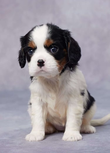 Dogs & Puppies for sale SA - South Africa