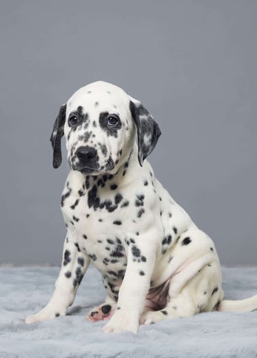 Puppies for Sale 