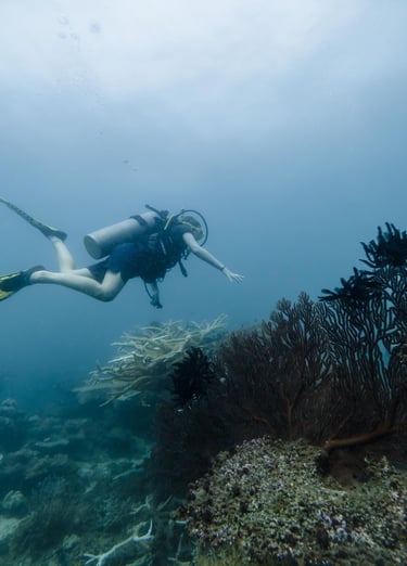 Buceo en puerto vallarta 
