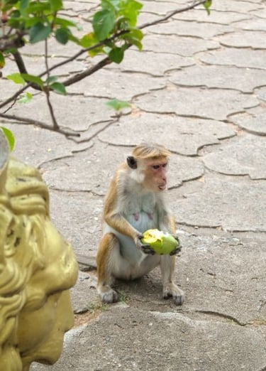 dambulla-scimmia