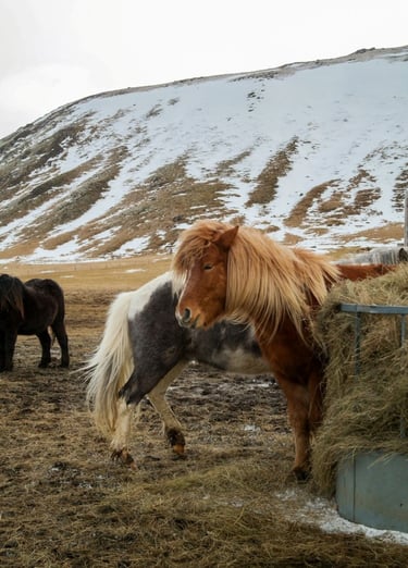 islanda-pony