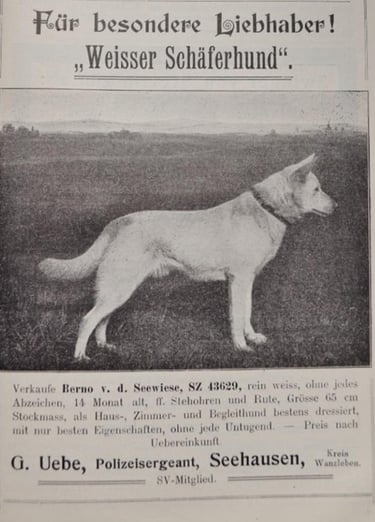 Historique du berger blanc suisse white shepherd Weisser Schaferhund Berno von der Seewiese