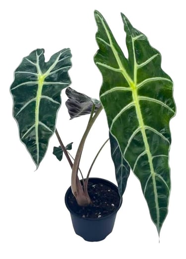 Alocasia × amazonica ‘Polly’ thriving in LECA clay pebbles in a semi-hydro system for enhanced care