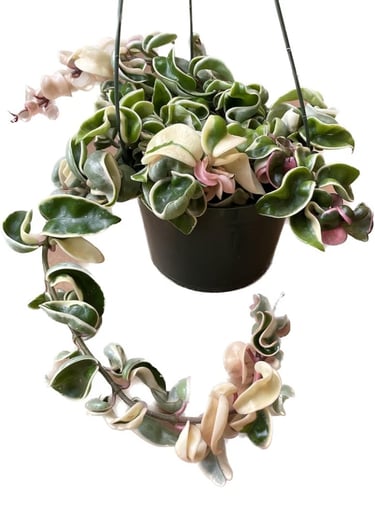 Hoya carnosa ‘Compacta Variegata’ (Variegated Hindu Rope) adapted to LECA semi-hydro system