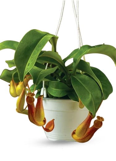 Nepenthes sanguinea tropical pitcher plant growing in airy sphagnum moss mix with orchid bark