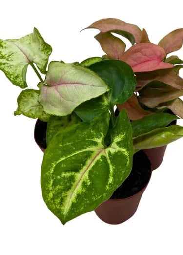 Syngonium podophyllum (Arrowhead Plant) growing in LECA clay pebbles in a semi-hydroponic setup
