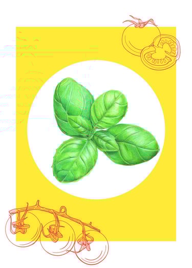 Basil illustration