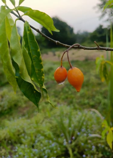 Plante Iboga cultivée à MIKOUMOU VILLAGE. Ici on a ses fruits de couleur jaune